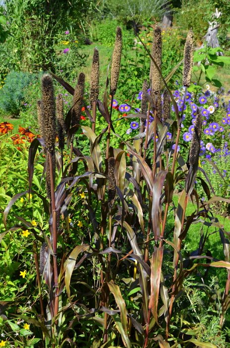 Pennisetum glaucum 'Purple Majesty' (3)